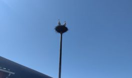 Stork nest update
